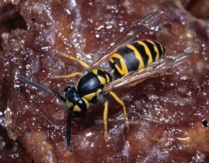 yellowjacket_08-02-13